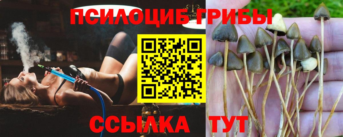 сколько стоит  Псилоцибиновые грибы прущие грибы  Вход с VPN  Горно-Алтайск 