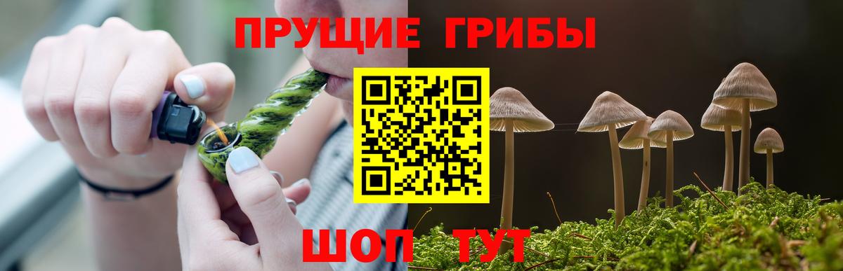 Псилоцибиновые грибы Psilocybe Горно-Алтайск